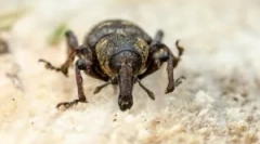 Jak se zbavit weevils v bytě